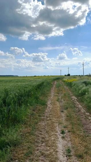 15-50 ha, parcelat, Mihailesti Giurgiu - 4