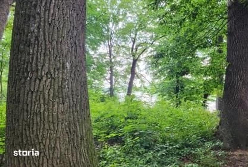 Teren de 7000 mp, în Snagov