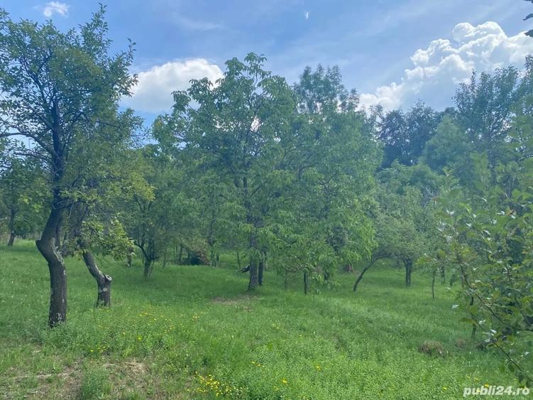 Teren de 8000 mp, în Telega