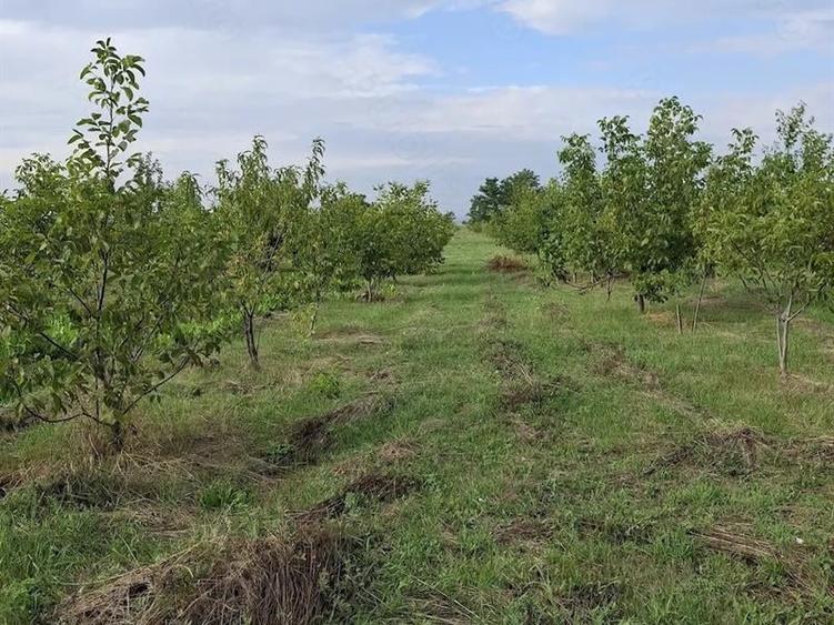 Casă individuală cu 3 camere cu Teren 20000 Mp în Siliștea