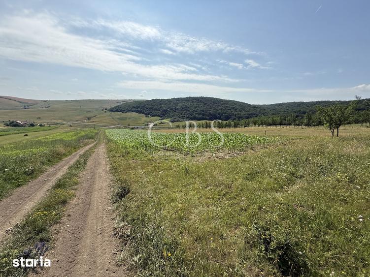 Teren de 5800 mp, în Dezmir
