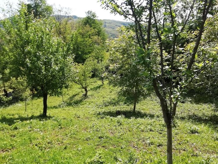 Teren Construcții intravilan de 2031 mp, în Bela