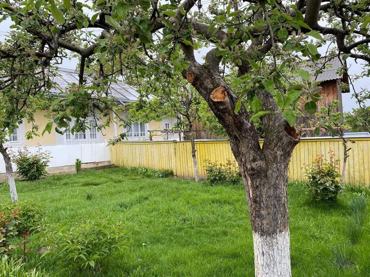 Casă individuală cu 3 camere cu Teren 2816 Mp în Central
