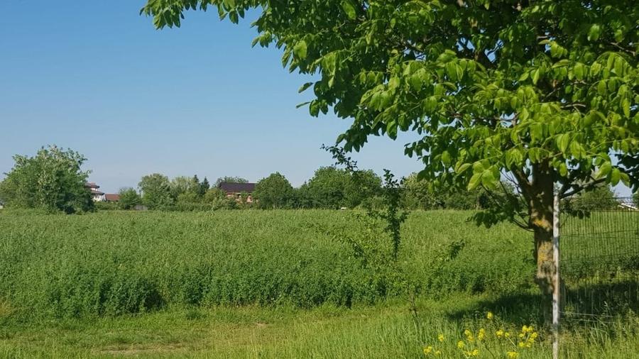 Teren Construcții intravilan de 977 mp, în Ciolpani