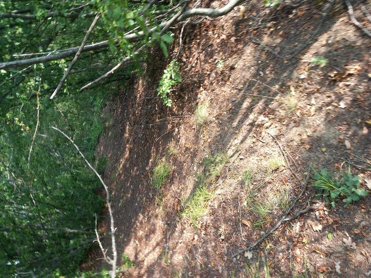 Teren de 27000 mp, în Mănăstirea