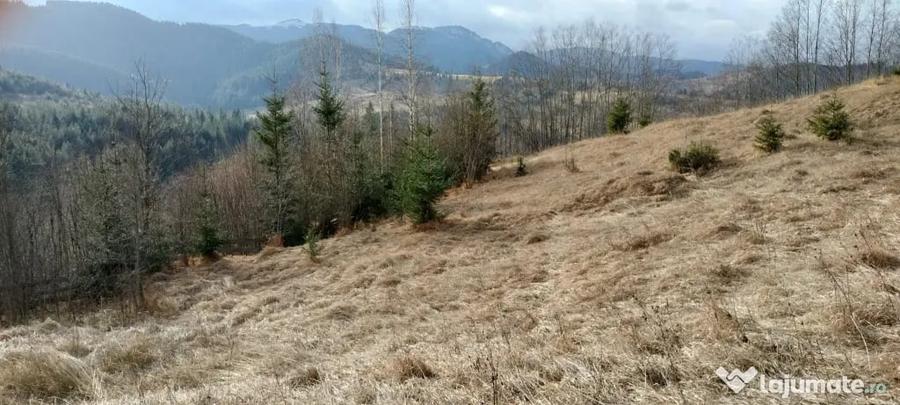 Teren de vanzare Bucovina - 2