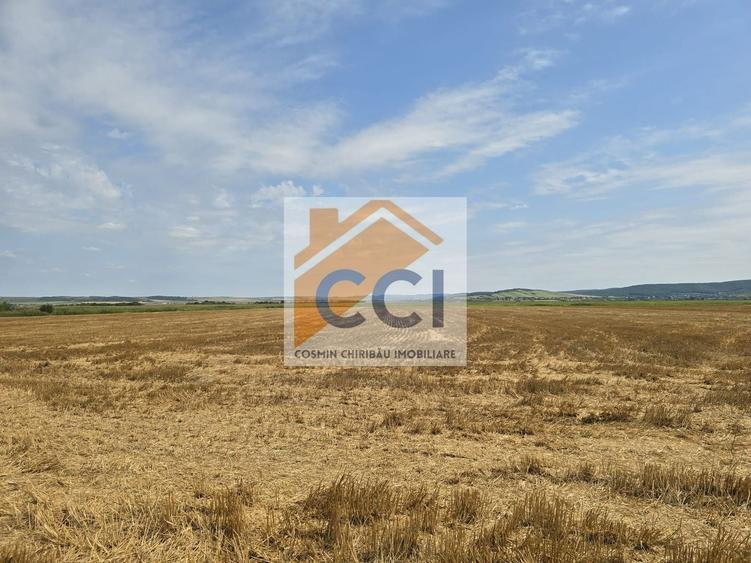 Teren agricol intravilan de 50000 mp, în Holt