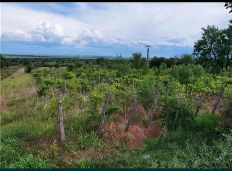 Teren de 6600 mp, în Pietroasele