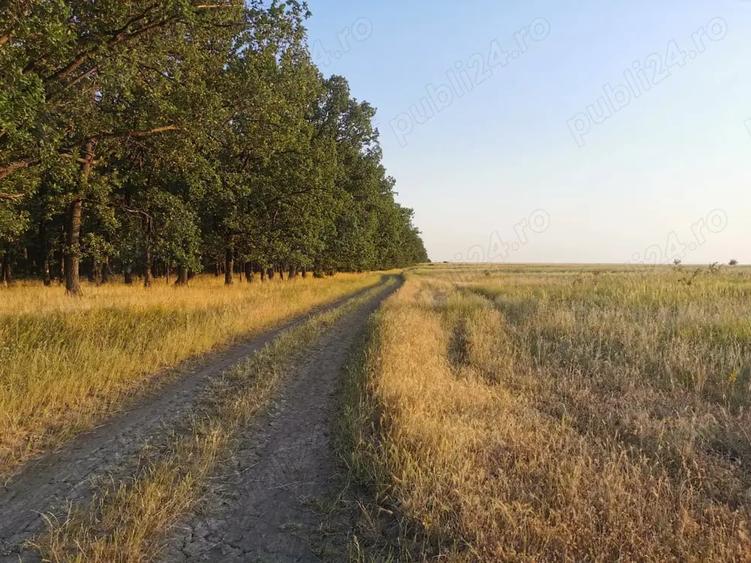 Teren de 20000 mp, în Colareț