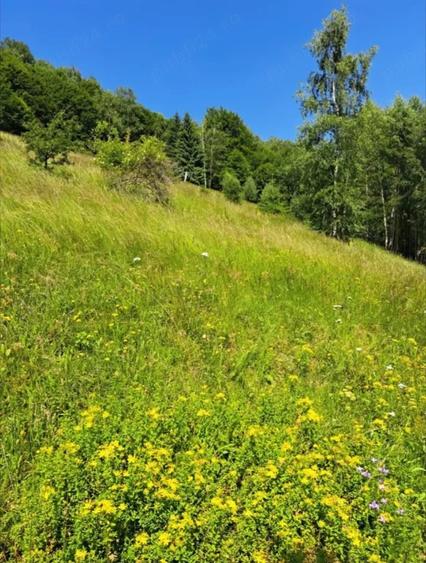 Teren de 67500 mp, în Valea