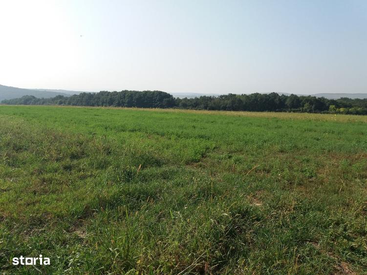 Teren de 1519 mp, în Răchiți