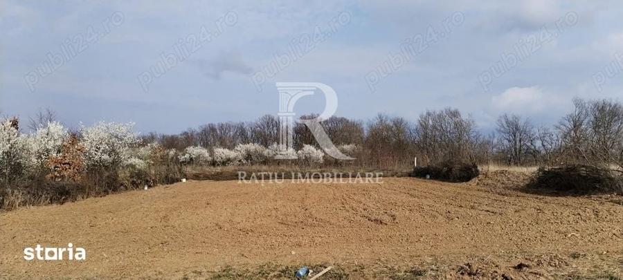 Teren intravilan 888 mp | Front 24 ml | Paleu - 5