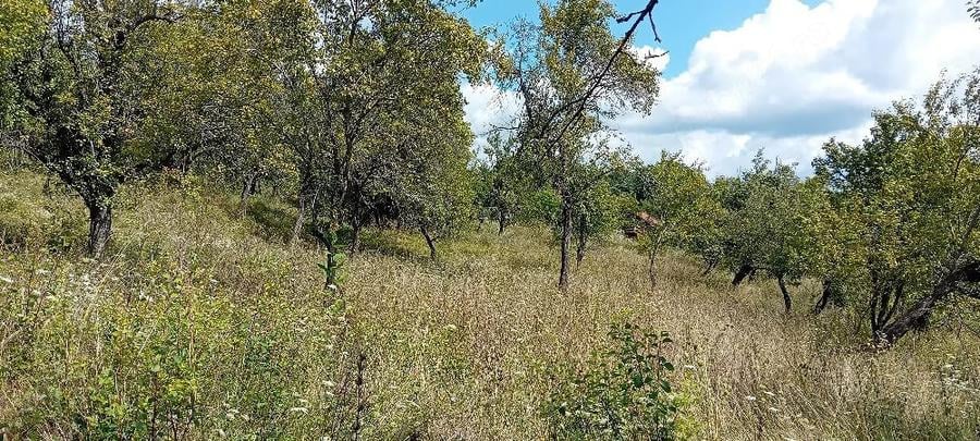 Teren de 12500 mp, în Suslănești