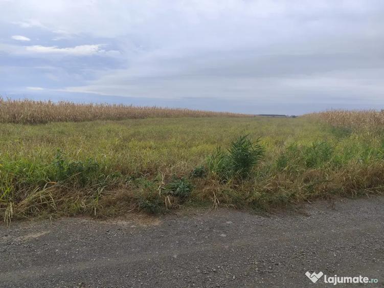 Teren de 2500 mp, în Odoreu