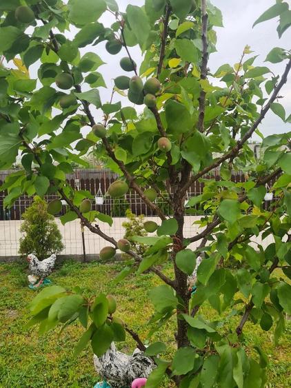 Casă cu 4 camere cu Teren 1049 Mp în Corbu (Glodeanu-Siliștea)