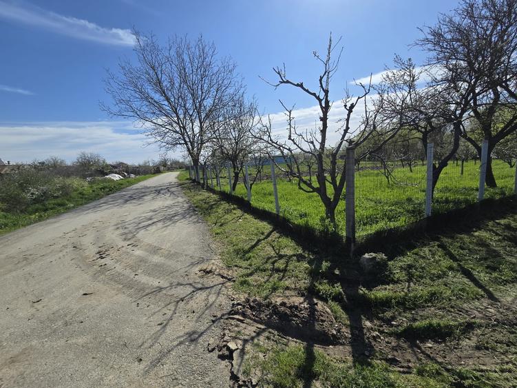 Teren Construcții intravilan de 1300 mp, în Curtișoara