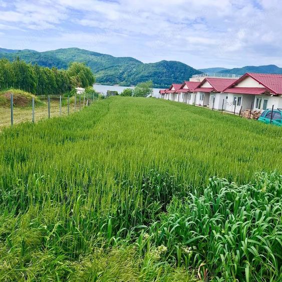 Teren de 900 mp, în Gornea
