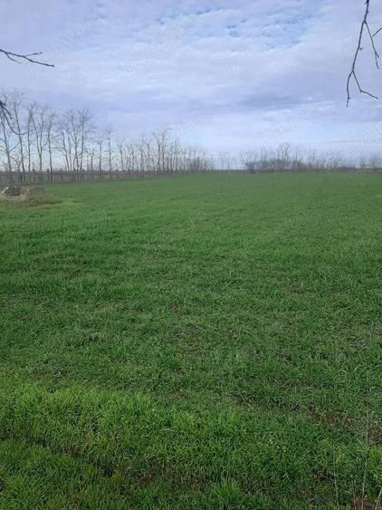 Teren de 3700 mp, în Obad