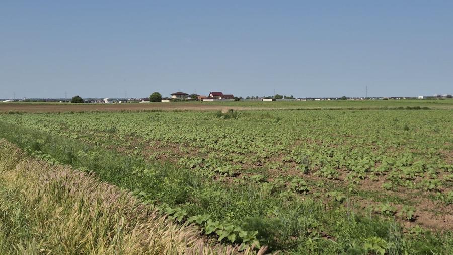 Teren agricol extravilan de 5000 mp, în Berceni