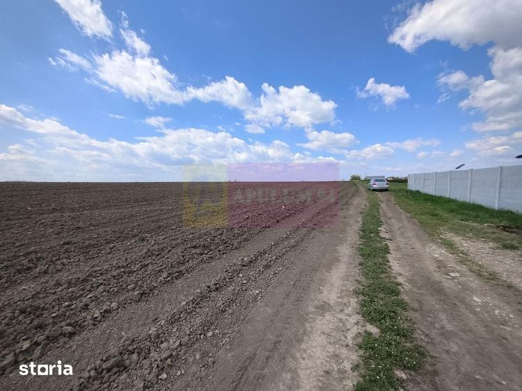 Teren de 3000 mp, în Cernica
