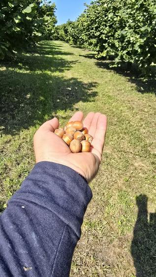 Teren de 10000 mp, în Dorobanți
