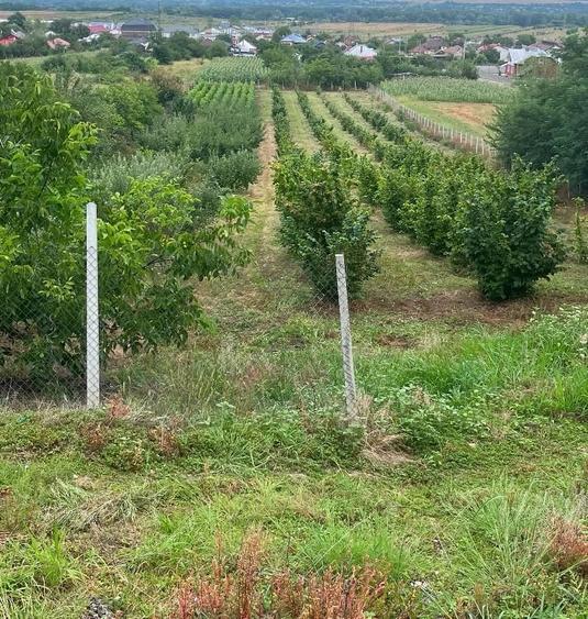 Teren de 4000 mp, în Central