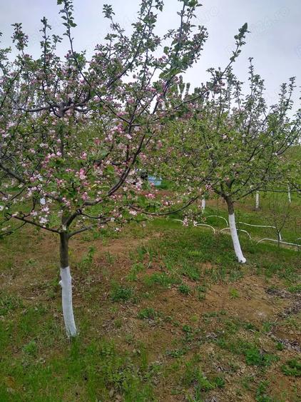 Teren de 700 mp, în Vlădiceni