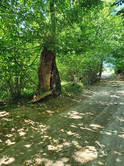 Teren în Stațiunea Climaterică Sâmbăta