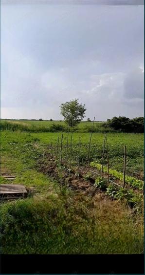 Teren de 6471 mp, în Obad