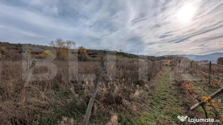 Teren de 2000 mp, în Șard