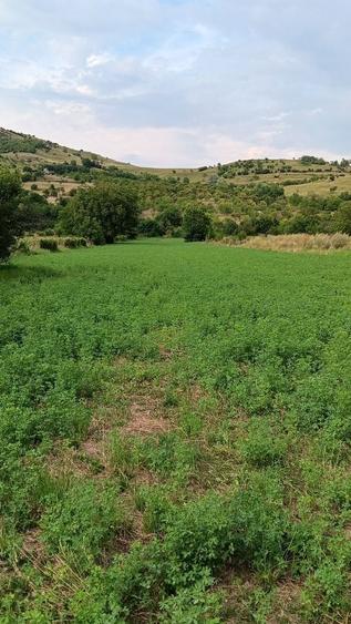 Teren de 5500 mp, în Chiojdu