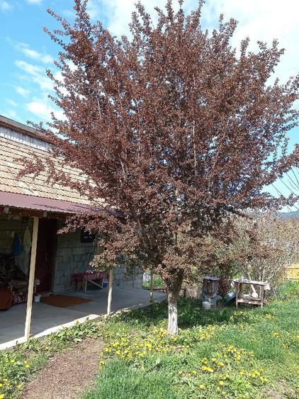 Casă cu Teren 577 Mp în Cozieni