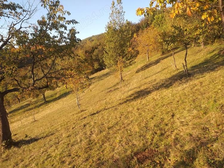 Teren de 2000 mp, în Brusturi