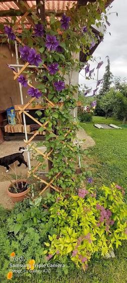 Casă individuală cu 5 camere cu Canalizare în Moinești