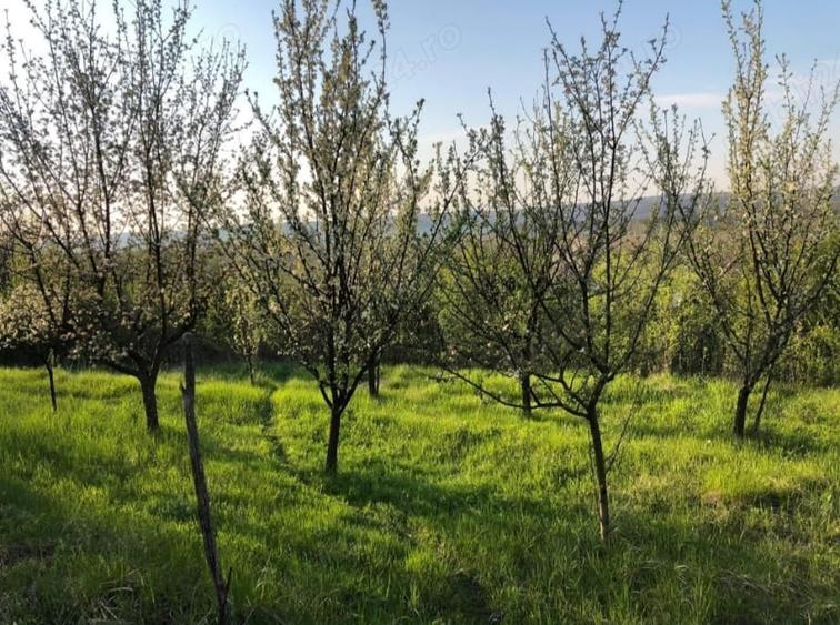 Casă cu 2 camere cu Teren 5000 Mp în Gura Motrului