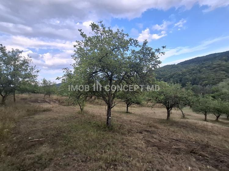 Teren agricol extravilan de 16189 mp, în Șoimari