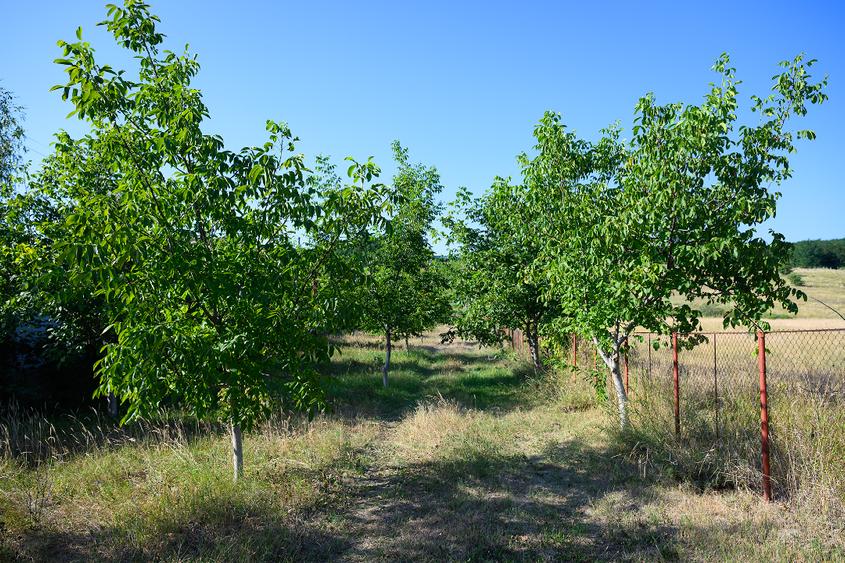 Teren intravilan de 3600 mp, în Dobreni