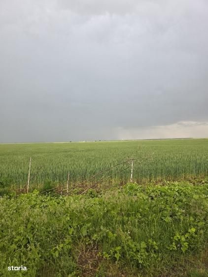 Teren de vanzare in Branesti - 1