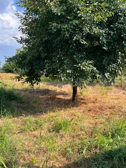 Teren agricol intravilan de 1264 mp, în Borșani
