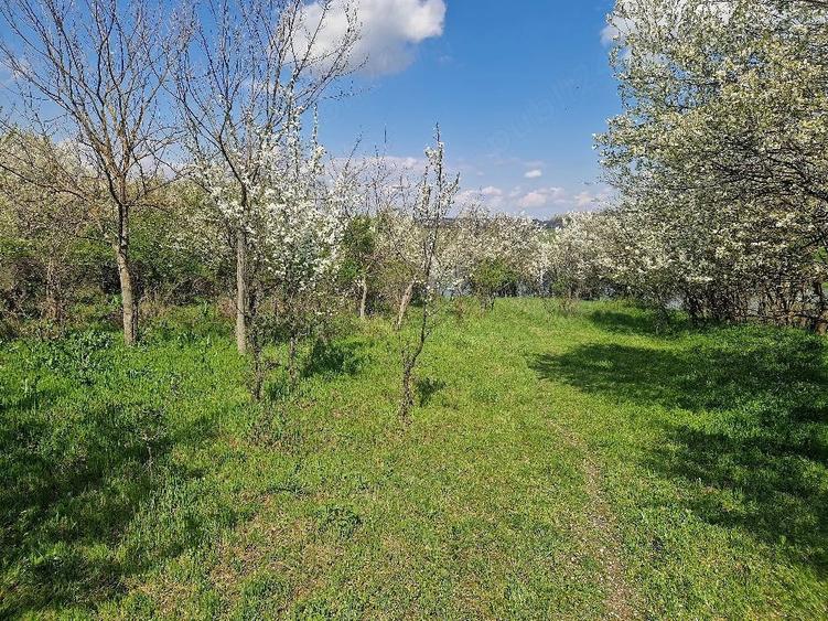 Teren de 3800 mp, în Moșteni