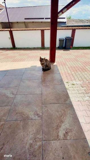 Casă cu 4 camere în Budești