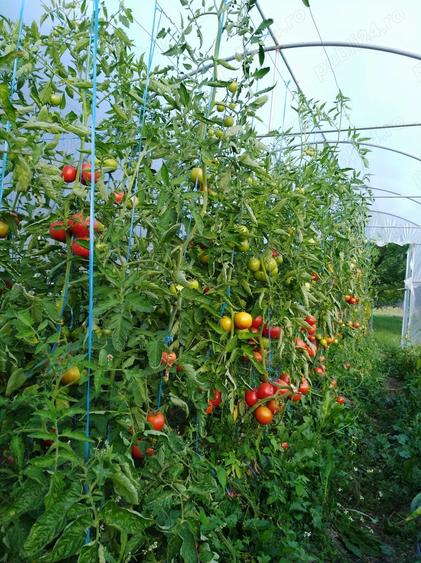 Casă cu 5 camere cu Teren 1800 Mp în Glăjărie