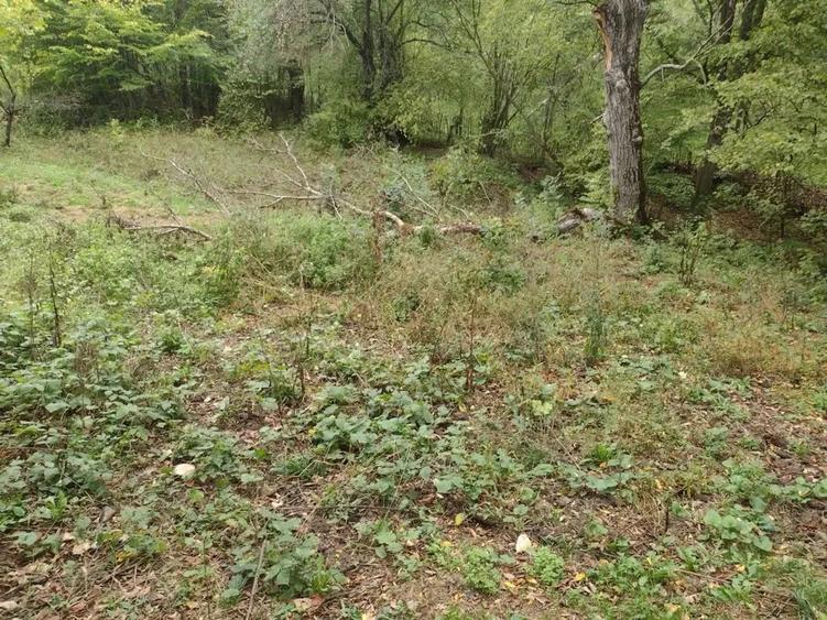 Teren de 3398 mp, în Provița de Sus