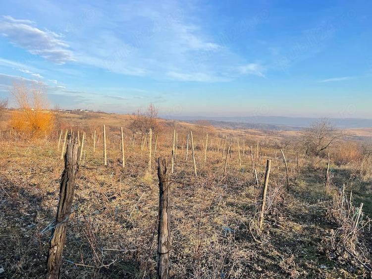 Teren de 5200 mp, în Seciu