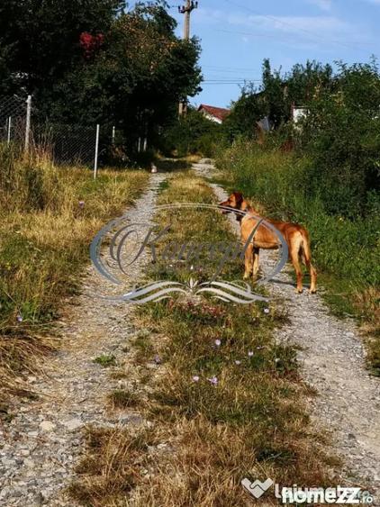 Ciurila, teren 773 mp cu autorizatie de construire - Ciurila (Cluj) - 6
