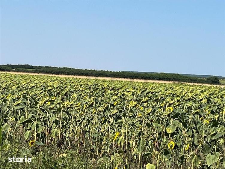 Teren de 18100 mp, în Tulca