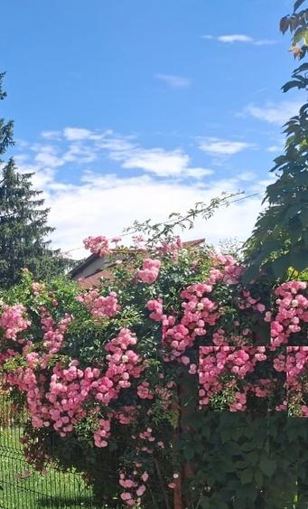 Casă individuală cu 3 camere cu Teren 450 Mp în Snagov