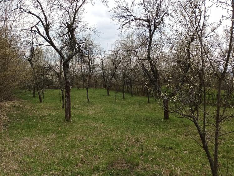 Teren de 10600 mp, în Berislăvești