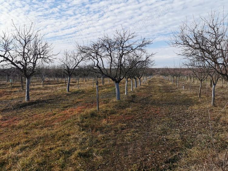 Teren de 11500 mp, în Ciomăgești