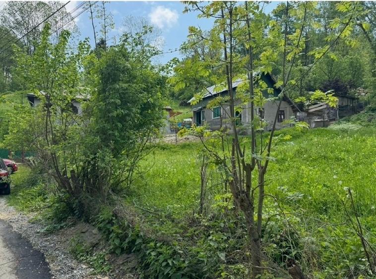 Teren Construcții intravilan de 6006 mp, în Provița de Sus